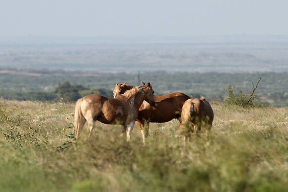 Horses Out In The Pasture