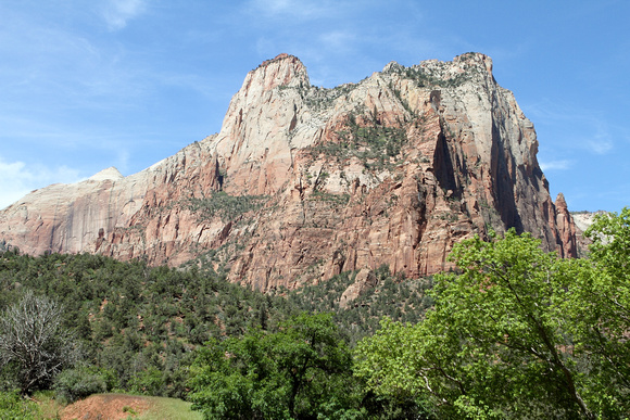 Trees And Mountain At Zion National Park